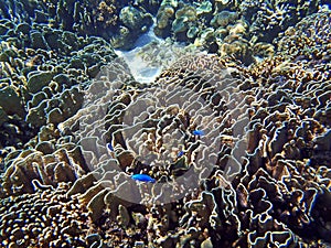 Beautiful coral reef underwater