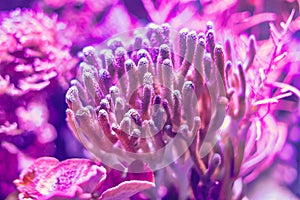 Beautiful coral reefs in aquarium