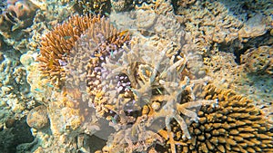 Beautiful coral reefs and colorful coral fish in Surin islands national park, Phang Nga, Thailand