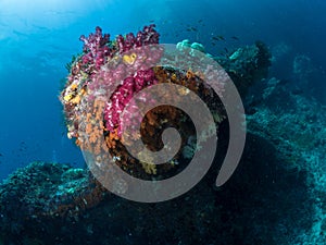 Beautiful coral reefs in Raja Ampat, Indonesia