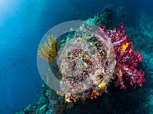 Beautiful Coral reefs, Raja Ampat, Indonesia