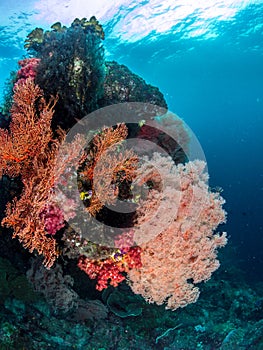 Beautiful Coral reefs, Raja Ampat, Indonesia
