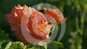 Beautiful coral roses in garden closeup