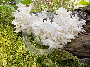 Delicious edible white mushroom Coral Hericium photo
