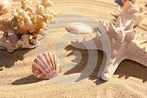 Beautiful coral,  and starfish on beach sand