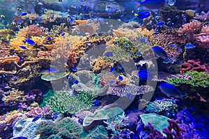 Beautiful coral in underwater with colorful fish.