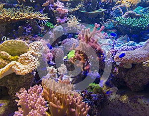 Beautiful coral in underwater with colorful fish.