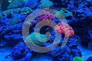 Beautiful coral in underwater with colorful fish.