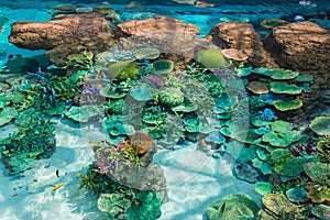 Beautiful coral in underwater with colorful fish.