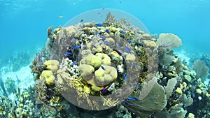Beautiful Corals and Gorgonians in Caribbean