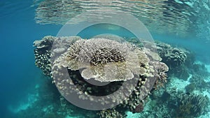 Beautiful Corals Growing in Raja Ampat