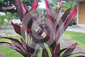 Beautiful cordyline fruticosa or commonly known as ti plant, palm lily, or cabbage palm