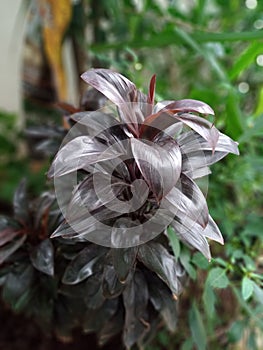 Beautiful ` Cordyline Fruticosa ` an evergreen flowering plant