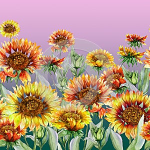 Beautiful coreopsis flowers with green leaves on pink background. Seamless floral pattern. Watercolor painting.