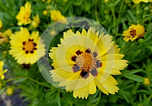 Beautiful Coreopsis Uptick flower in cream and red color