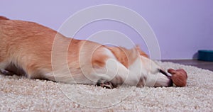 A beautiful Corgi puppy gnaw its favorite toy while lying on a soft carpet at home. Funny dog games