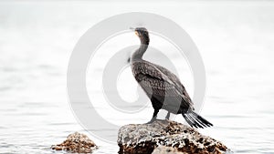 Beautiful cormorant bird relaxing on the rock by the Black sea.