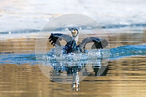 The beautiful cormorant take off in the wetlands water