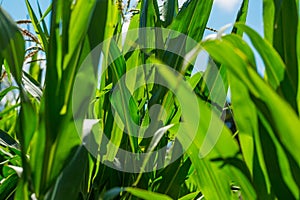 Beautiful corn field
