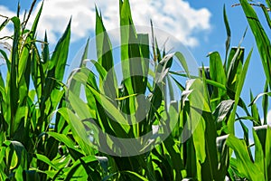 Beautiful corn field