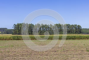 A beautiful corn field landscape with the forest in the background in Galicia, Spain.