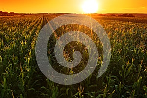 Beautiful corn field in sunset, drone footage aerial shot