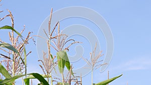 Beautiful corn fields at sunset against the blue sky. Slow motion.