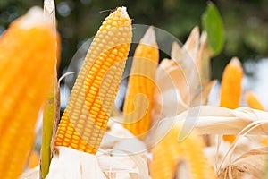 Beautiful corn and leaf in plant field ready to crop or harveast in nature background concept agricuture