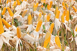 Beautiful corn and leaf in plant field ready to crop or harveast in nature background concept agricuture