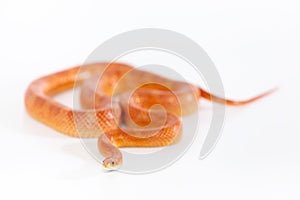 Beautiful corn snake isolated on white background