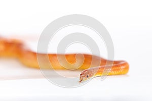 Beautiful corn snake isolated on white background