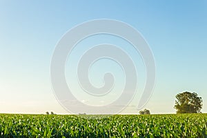 Beautiful cornfield with clear blue sky