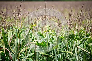 Beautiful cornfields background