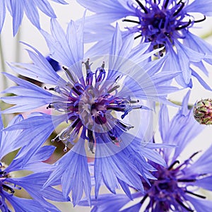 The beautiful cornflower