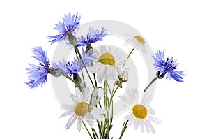 The beautiful cornflower and daisy isolated