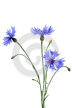 The beautiful cornflower isolated on white