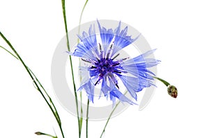 The beautiful cornflower isolated on white