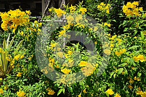 Beautiful cornflower