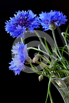 Beautiful cornflowers