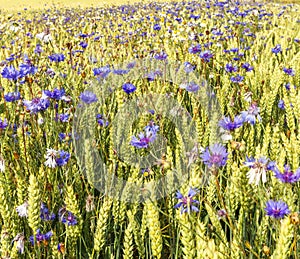 Beautiful cornflowers