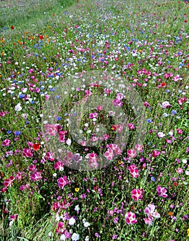 Beautiful cornflowers and poppy wildflowers meadow