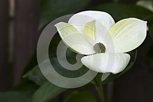 Beautiful Cornus Kousa, outside in the garden photo