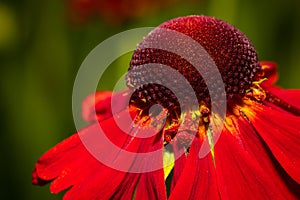 Beautiful corolla of a red daisy flower macro close up image