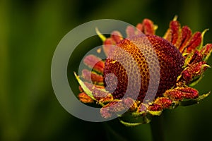 Beautiful corolla of a red daisy flower macro close up image