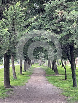 Beautiful corridor of trees, natural plant pathway