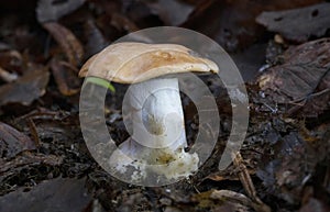A beautiful Cortinarius delaportei mushroom found in its natural environment