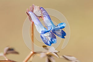 Beautiful Corydalis tuber Blossoms