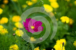 Beautiful cosmea flowers in summer.