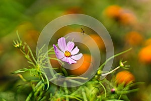 Beautiful cosmea flowers in summer.