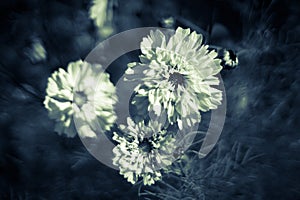 Beautiful cosmea flowers in summer.